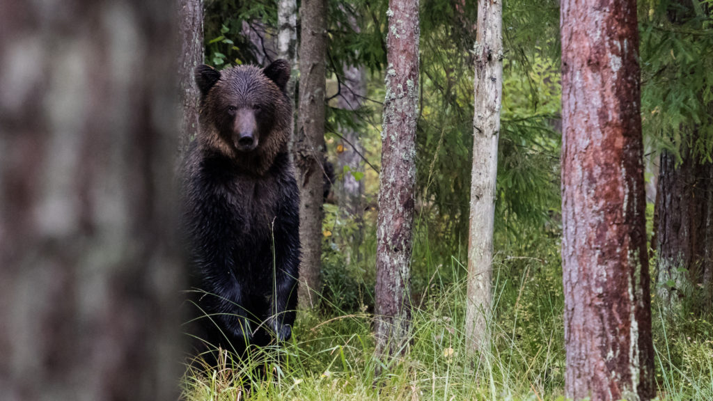 Bear watching Estonia