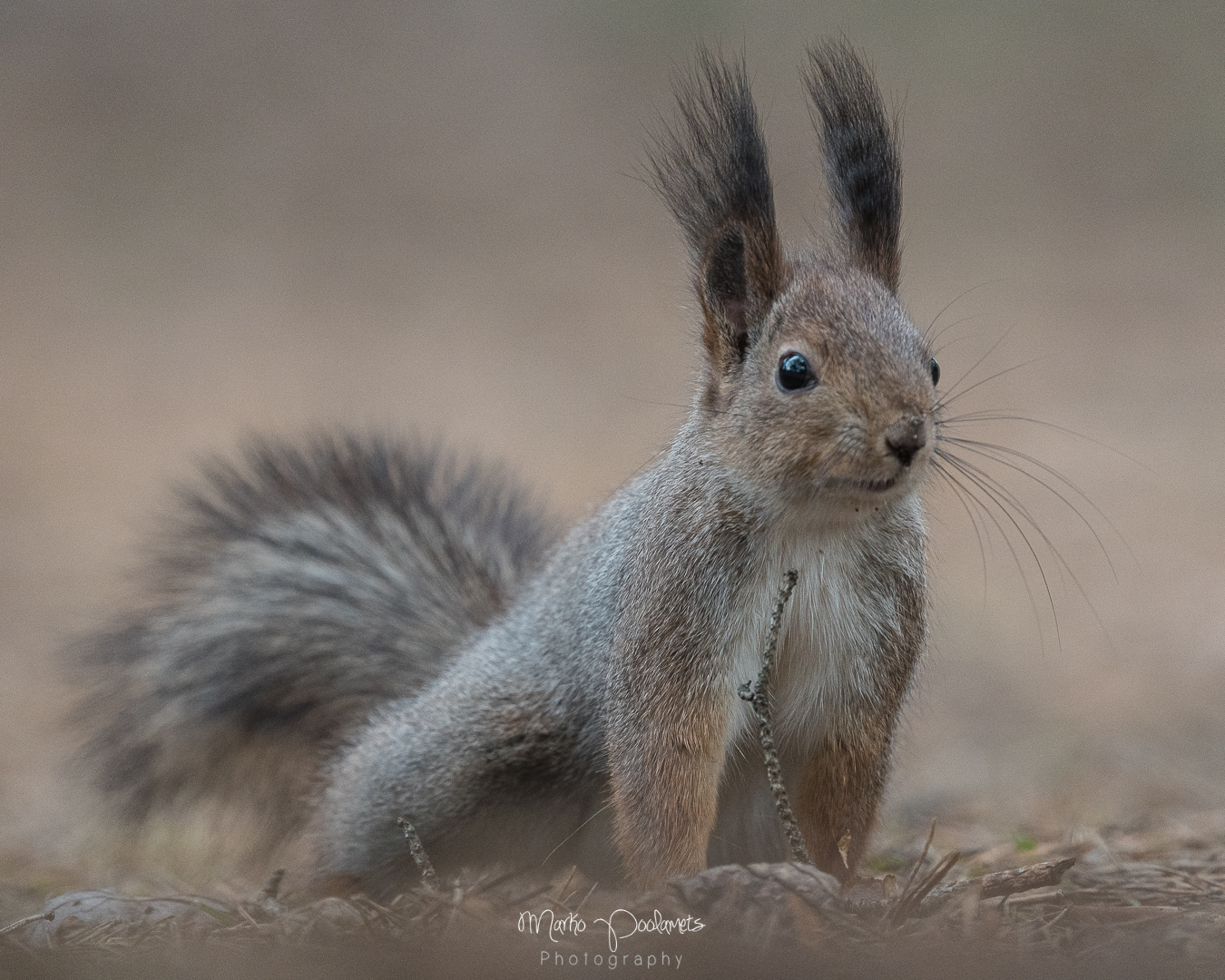 Estonia, wildlife watching of red squirrels - Capture Estonia Nature ...