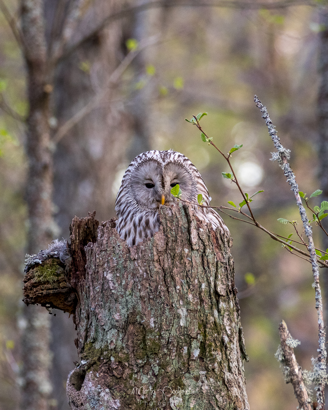 ural owl nest