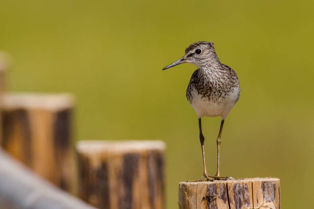 bird watching in estonia