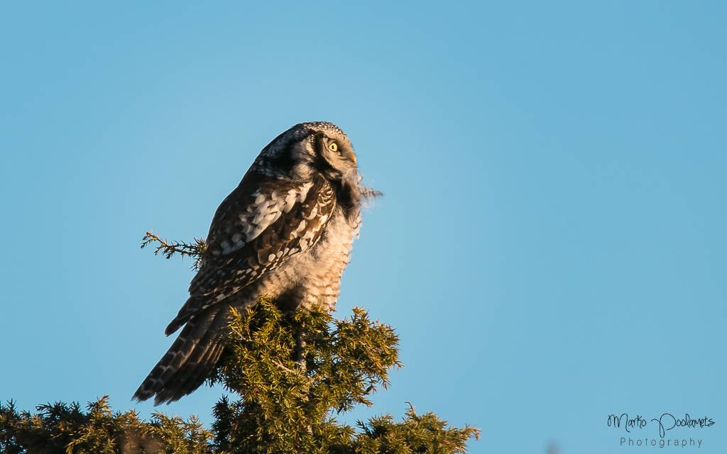 hawk-owl estonia