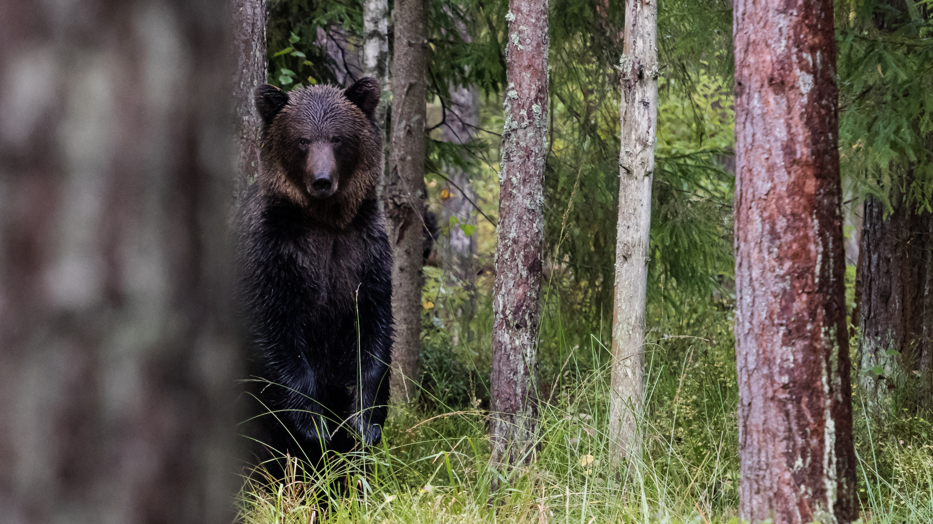 Bear watching Estonia