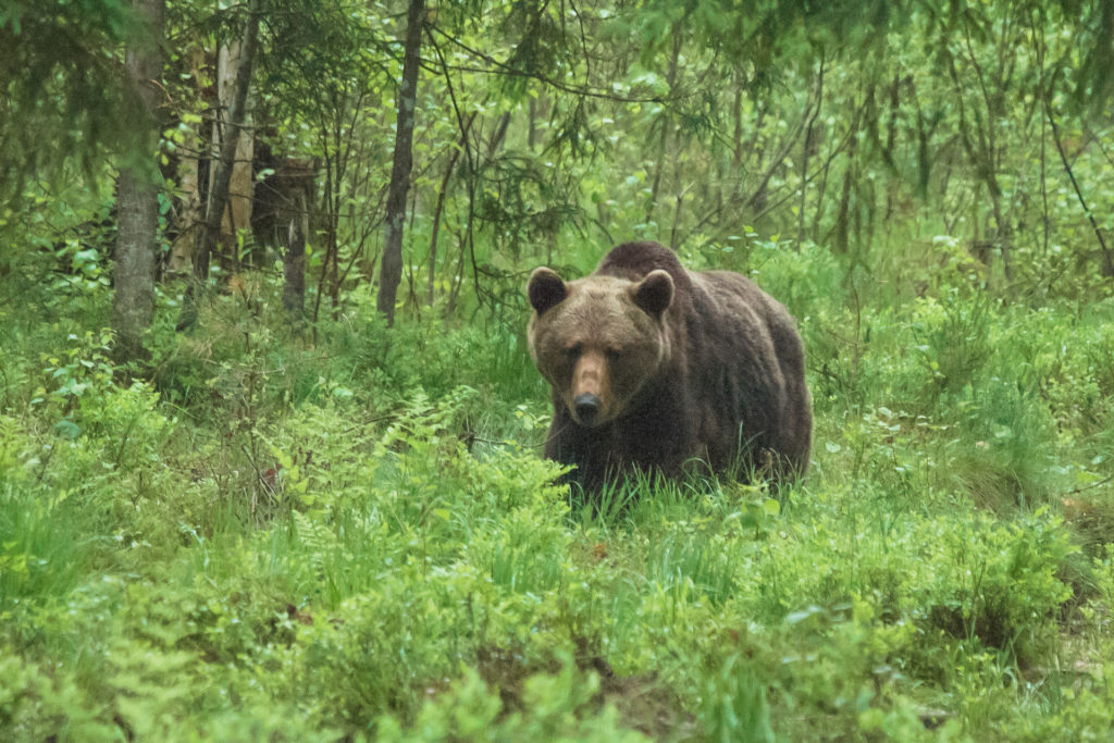 bear watching tour