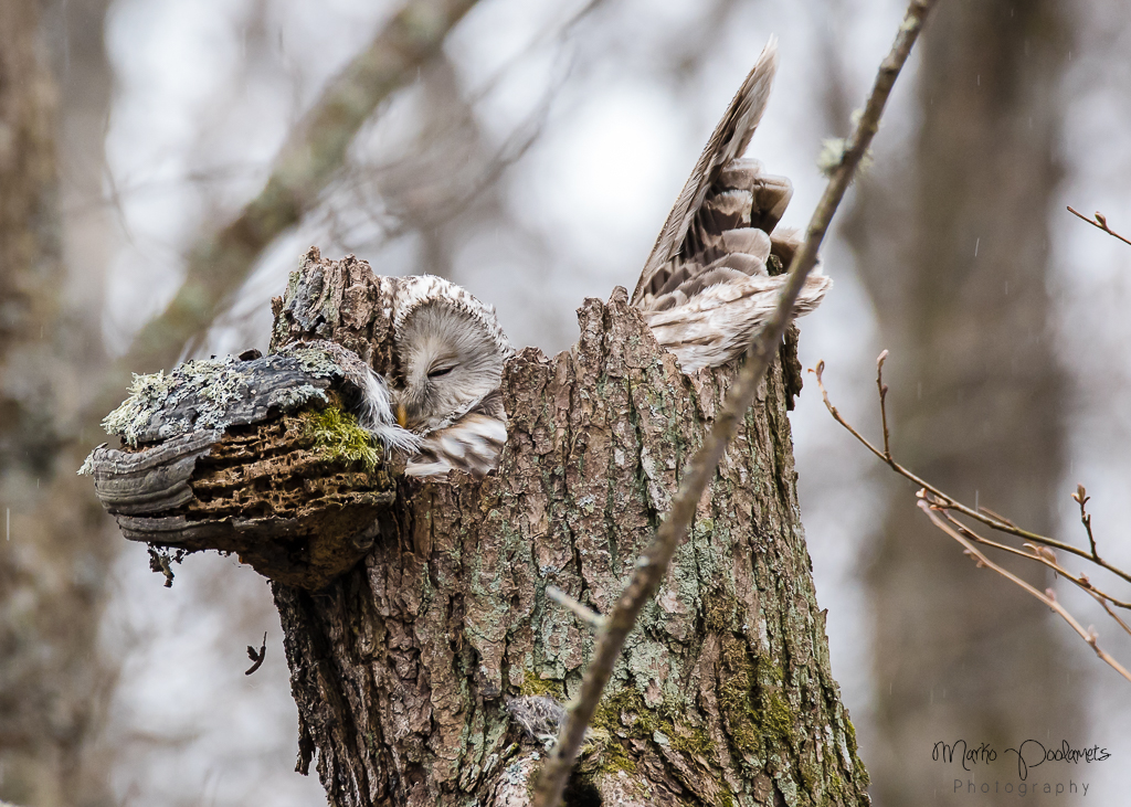 bird watching tour