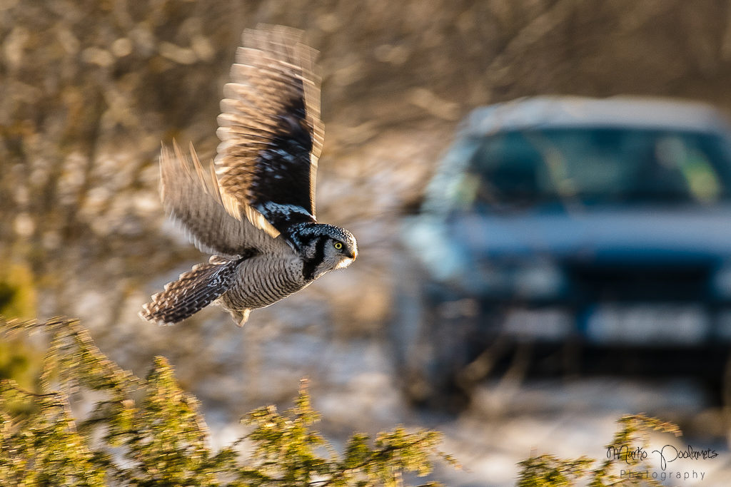 bird watching tour