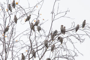 bohemian waxwings