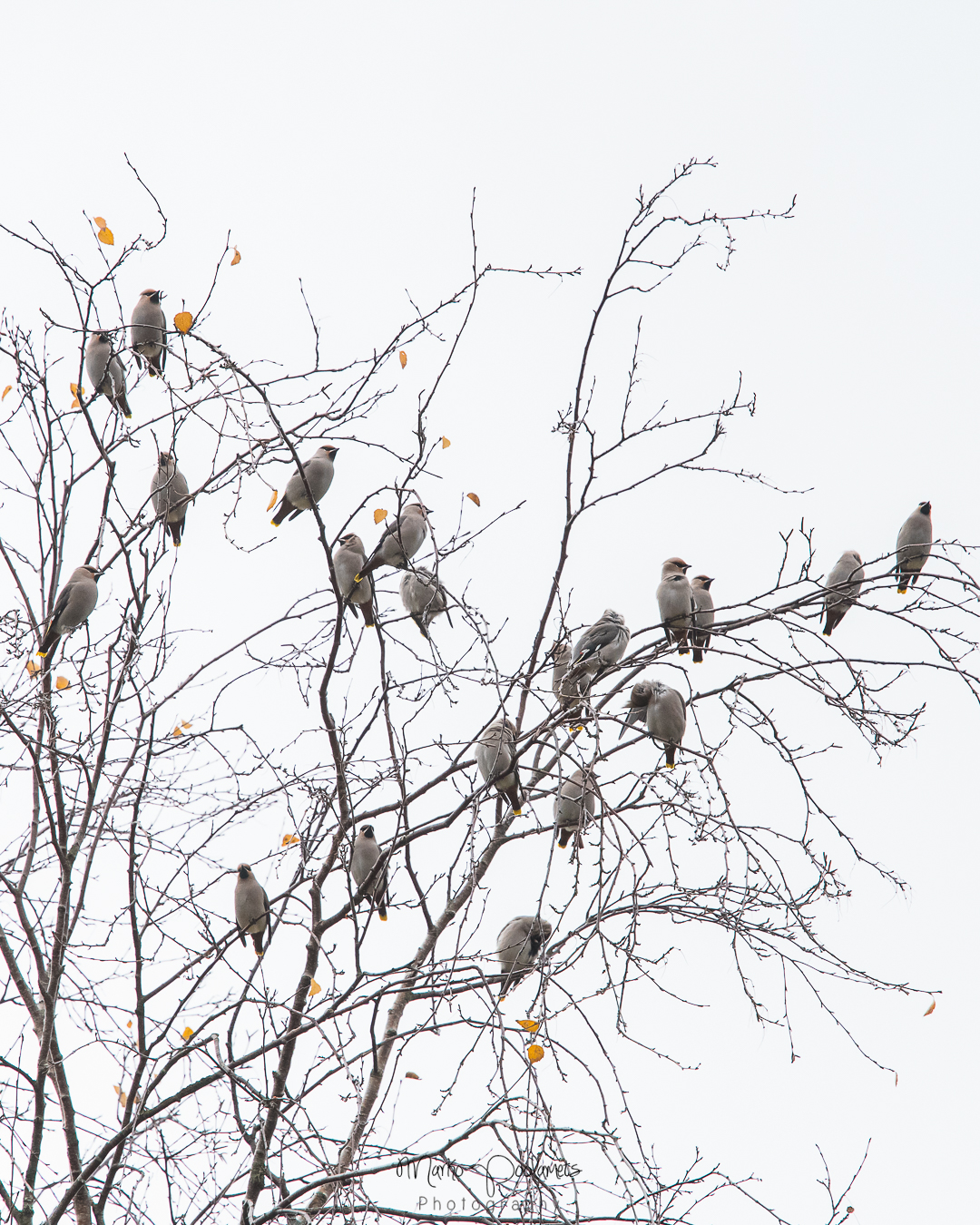 bohemian waxwings