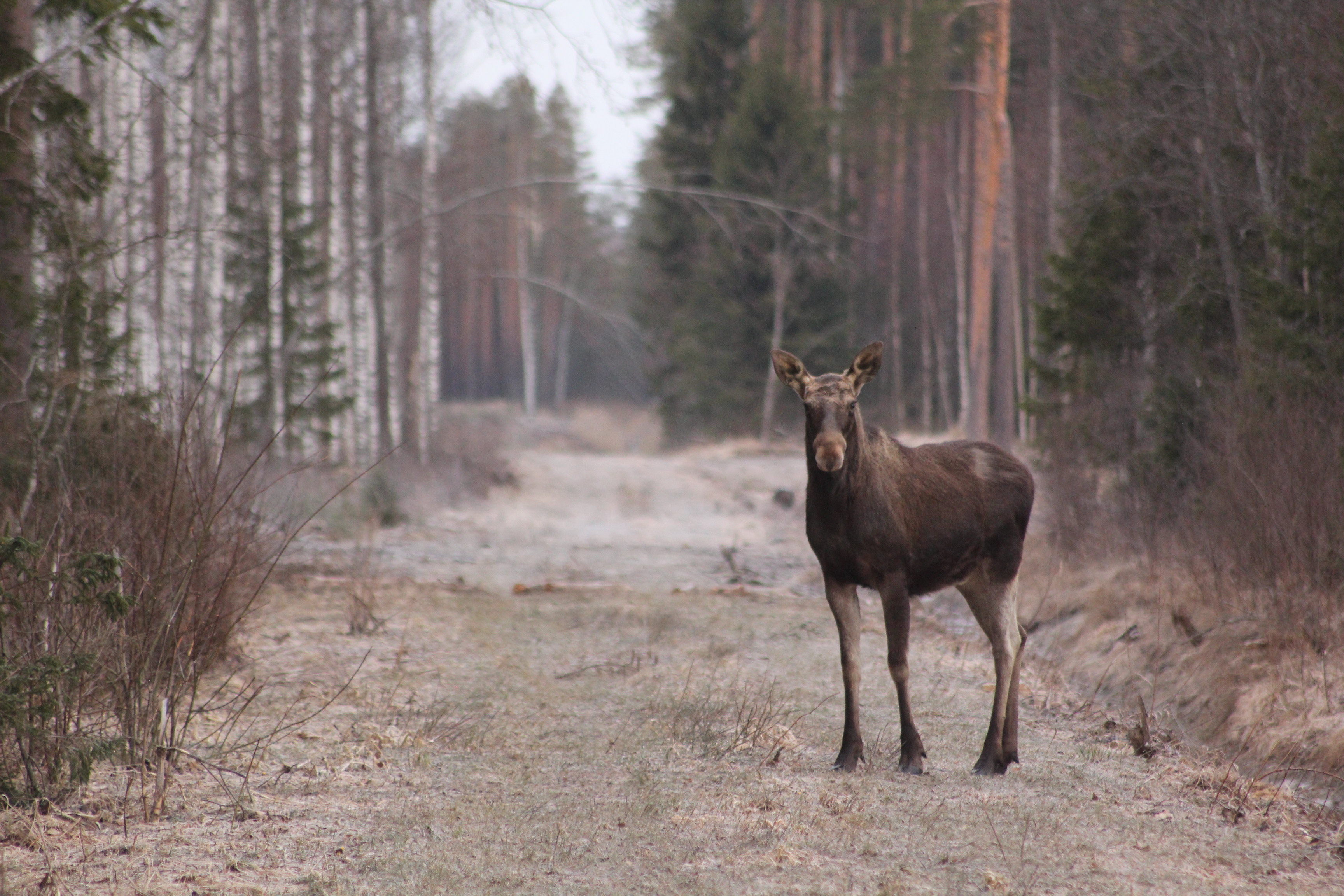 Elk watching