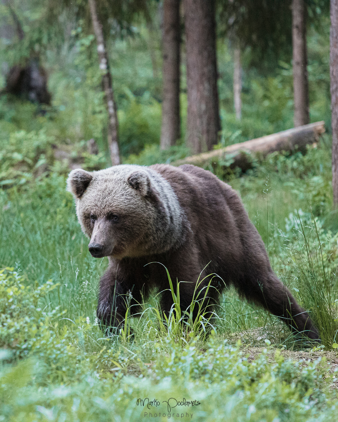 bear watching hide estonia