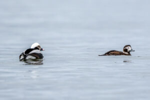 Spring bird migration in Estonia