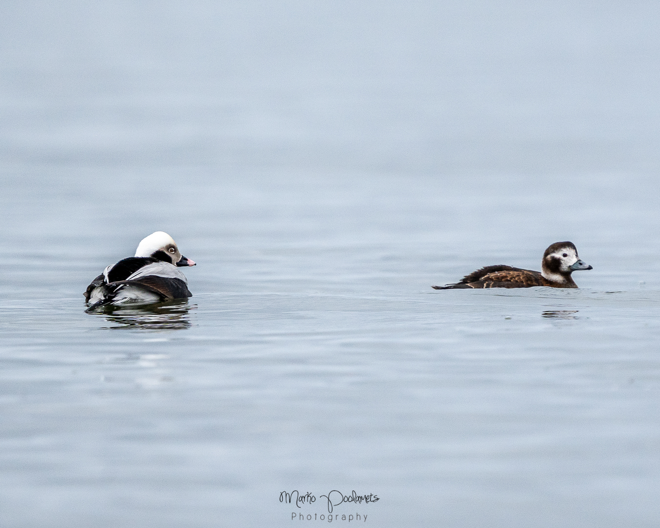 Spring bird migration in Estonia