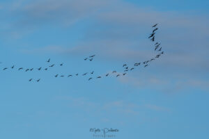 spring birdwatching