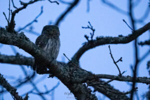 pygmy owl