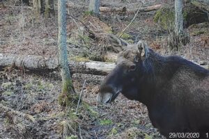 european elk