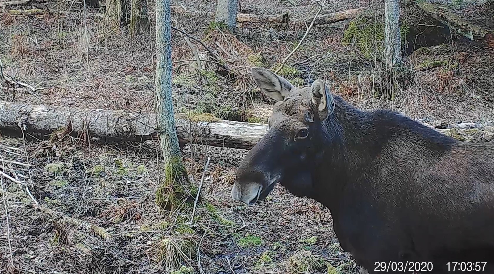 european elk